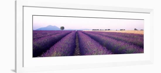 Lavender Field, Plateau De Valensole, France-null-Framed Photographic Print