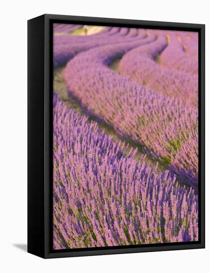 Lavender Field, Provence-Alpes-Cote D'Azur, France-Doug Pearson-Framed Premier Image Canvas