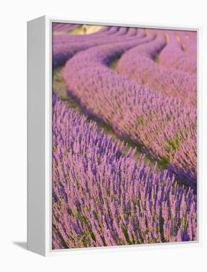 Lavender Field, Provence-Alpes-Cote D'Azur, France-Doug Pearson-Framed Premier Image Canvas
