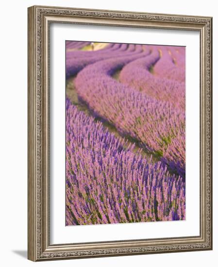 Lavender Field, Provence-Alpes-Cote D'Azur, France-Doug Pearson-Framed Photographic Print