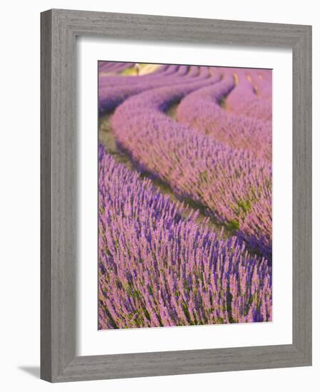 Lavender Field, Provence-Alpes-Cote D'Azur, France-Doug Pearson-Framed Photographic Print