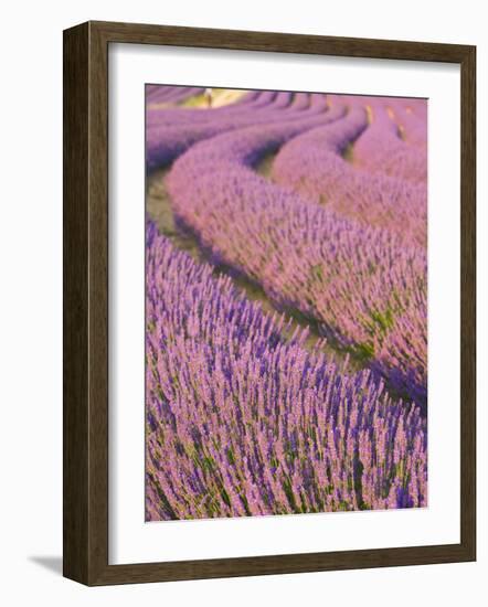 Lavender Field, Provence-Alpes-Cote D'Azur, France-Doug Pearson-Framed Photographic Print