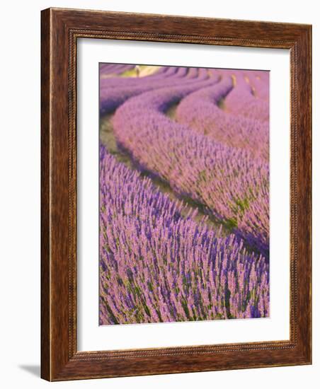 Lavender Field, Provence-Alpes-Cote D'Azur, France-Doug Pearson-Framed Photographic Print