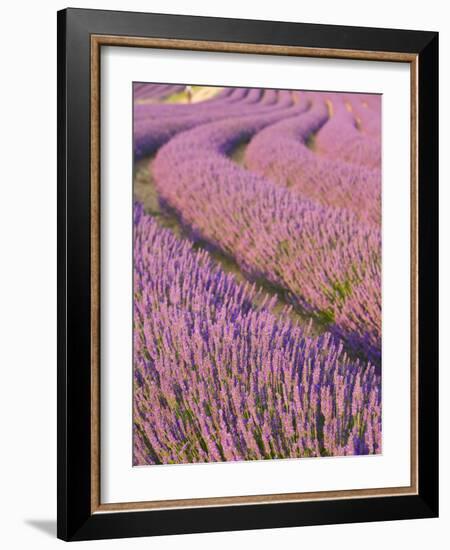 Lavender Field, Provence-Alpes-Cote D'Azur, France-Doug Pearson-Framed Photographic Print