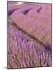 Lavender Field, Provence-Alpes-Cote D'Azur, France-Doug Pearson-Mounted Photographic Print