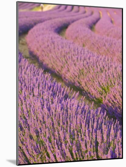 Lavender Field, Provence-Alpes-Cote D'Azur, France-Doug Pearson-Mounted Photographic Print