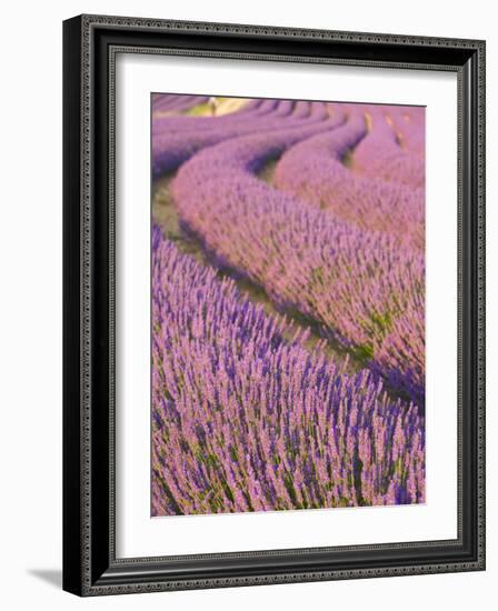 Lavender Field, Provence-Alpes-Cote D'Azur, France-Doug Pearson-Framed Photographic Print