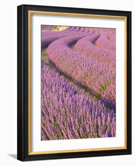 Lavender Field, Provence-Alpes-Cote D'Azur, France-Doug Pearson-Framed Photographic Print