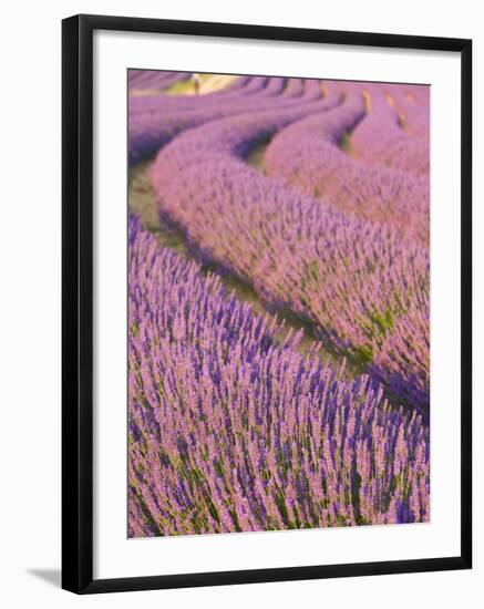 Lavender Field, Provence-Alpes-Cote D'Azur, France-Doug Pearson-Framed Photographic Print