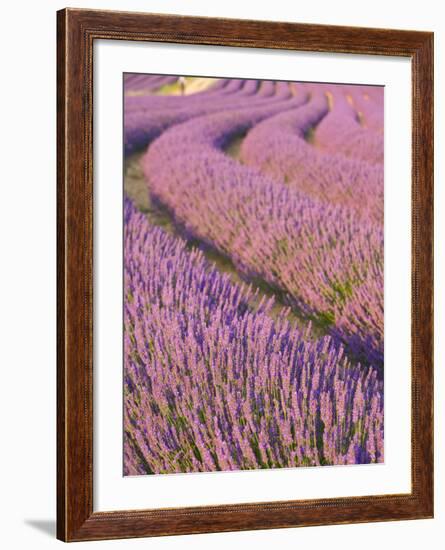 Lavender Field, Provence-Alpes-Cote D'Azur, France-Doug Pearson-Framed Photographic Print