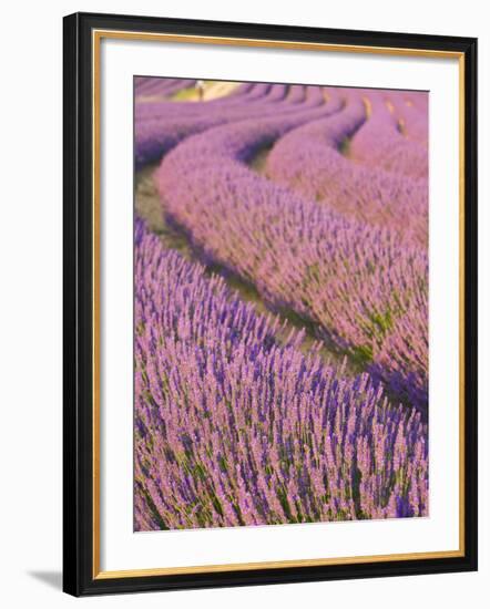 Lavender Field, Provence-Alpes-Cote D'Azur, France-Doug Pearson-Framed Photographic Print