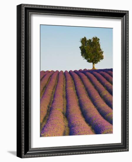 Lavender Field, Provence-Alpes-Cote D'Azur, France-Doug Pearson-Framed Photographic Print