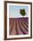 Lavender Field, Provence-Alpes-Cote D'Azur, France-Doug Pearson-Framed Photographic Print