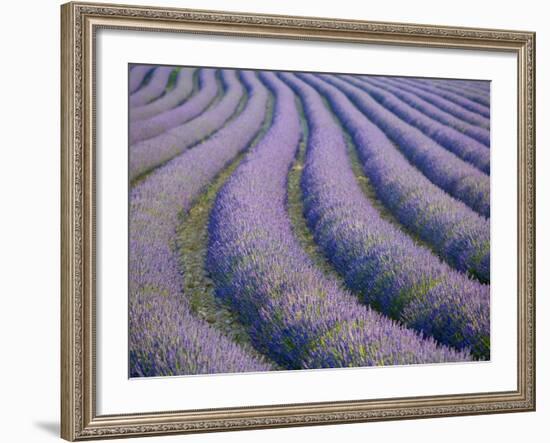 Lavender Field, Provence-Alpes-Cote D'Azur, France-Doug Pearson-Framed Photographic Print