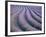 Lavender Field, Provence-Alpes-Cote D'Azur, France-Doug Pearson-Framed Photographic Print