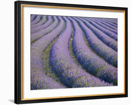 Lavender Field, Provence-Alpes-Cote D'Azur, France-Doug Pearson-Framed Photographic Print