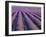 Lavender Field, Provence-Alpes-Cote D'Azur, France-Doug Pearson-Framed Photographic Print