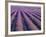 Lavender Field, Provence-Alpes-Cote D'Azur, France-Doug Pearson-Framed Photographic Print