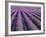 Lavender Field, Provence-Alpes-Cote D'Azur, France-Doug Pearson-Framed Photographic Print