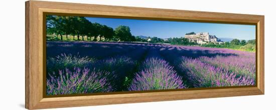 Lavender Field, Provence-Alpes-Cote D'Azur, France-null-Framed Premier Image Canvas