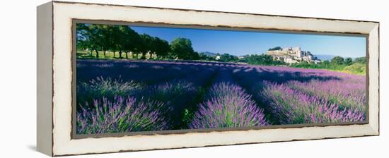 Lavender Field, Provence-Alpes-Cote D'Azur, France-null-Framed Premier Image Canvas