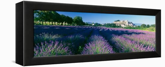 Lavender Field, Provence-Alpes-Cote D'Azur, France-null-Framed Premier Image Canvas