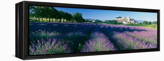 Lavender Field, Provence-Alpes-Cote D'Azur, France-null-Framed Premier Image Canvas