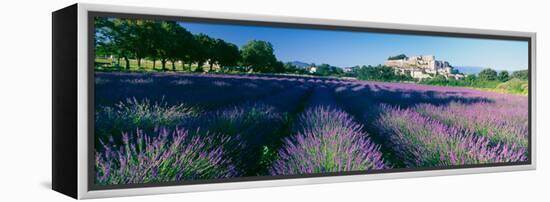 Lavender Field, Provence-Alpes-Cote D'Azur, France-null-Framed Premier Image Canvas