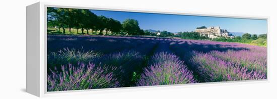 Lavender Field, Provence-Alpes-Cote D'Azur, France-null-Framed Premier Image Canvas