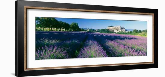 Lavender Field, Provence-Alpes-Cote D'Azur, France-null-Framed Photographic Print