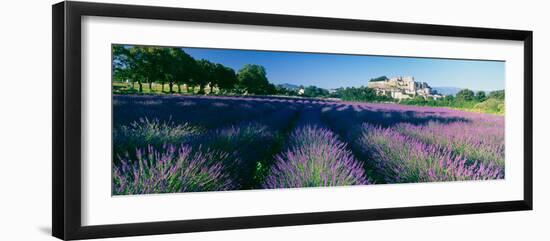 Lavender Field, Provence-Alpes-Cote D'Azur, France-null-Framed Photographic Print