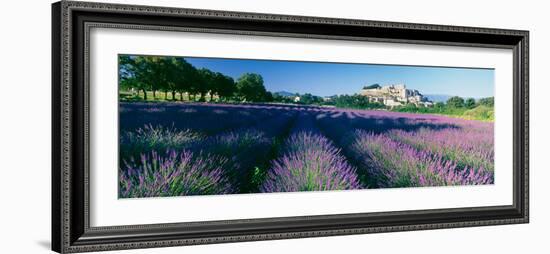 Lavender Field, Provence-Alpes-Cote D'Azur, France-null-Framed Photographic Print