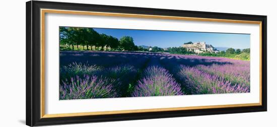 Lavender Field, Provence-Alpes-Cote D'Azur, France-null-Framed Photographic Print