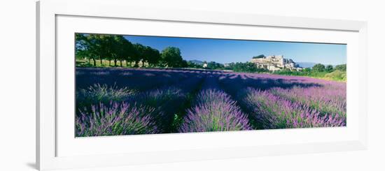 Lavender Field, Provence-Alpes-Cote D'Azur, France-null-Framed Photographic Print