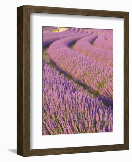 Lavender Field, Provence-Alpes-Cote D'Azur, France-Doug Pearson-Framed Photographic Print