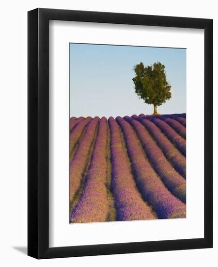 Lavender Field, Provence-Alpes-Cote D'Azur, France-Doug Pearson-Framed Photographic Print