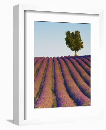 Lavender Field, Provence-Alpes-Cote D'Azur, France-Doug Pearson-Framed Photographic Print