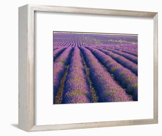 Lavender Field, Provence-Alpes-Cote D'Azur, France-Doug Pearson-Framed Photographic Print