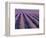 Lavender Field, Provence-Alpes-Cote D'Azur, France-Doug Pearson-Framed Photographic Print