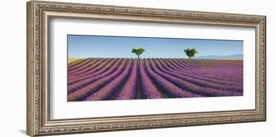 Lavender field, Provence, France-Frank Krahmer-Framed Giclee Print