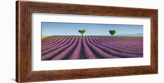 Lavender field, Provence, France-Frank Krahmer-Framed Giclee Print