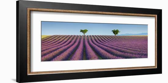 Lavender field, Provence, France-Frank Krahmer-Framed Giclee Print
