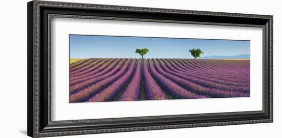 Lavender field, Provence, France-Frank Krahmer-Framed Giclee Print