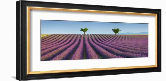 Lavender field, Provence, France-Frank Krahmer-Framed Giclee Print