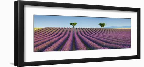 Lavender field, Provence, France-Frank Krahmer-Framed Giclee Print