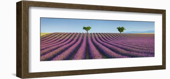 Lavender field, Provence, France-Frank Krahmer-Framed Giclee Print