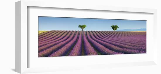 Lavender field, Provence, France-Frank Krahmer-Framed Giclee Print