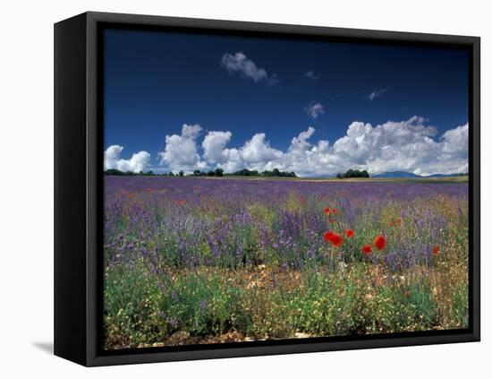 Lavender Field, Provence, France-Gavriel Jecan-Framed Premier Image Canvas