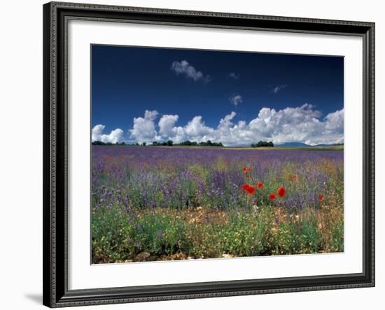 Lavender Field, Provence, France-Gavriel Jecan-Framed Photographic Print