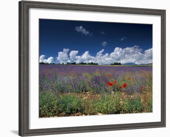 Lavender Field, Provence, France-Gavriel Jecan-Framed Photographic Print